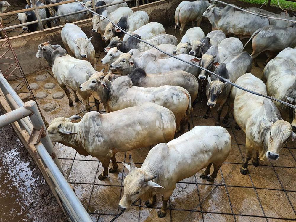 Realizado pela Associação dos Criadores de Nelore do Brasil (ACNB), o Circuito Nelore de Qualidade fortalece e promove a genética Nelore, contribuindo para a evolução da raça e seu posicionamento como produtora de carne de qualidade.