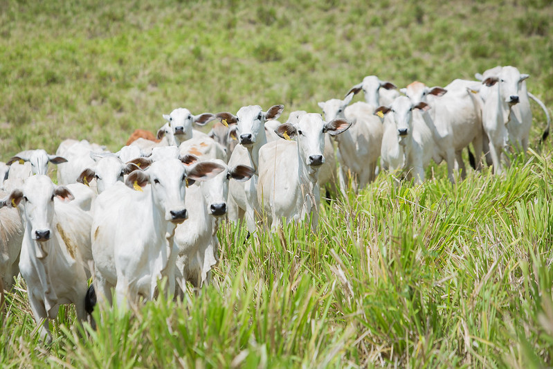 O confinamento estratégico de bezerros, embora também possa ser realizada com outras categorias dentro da fazenda; no campo, vem sendo mais conhecida como “sequestro”. Foto Sistema CNA/Senar.