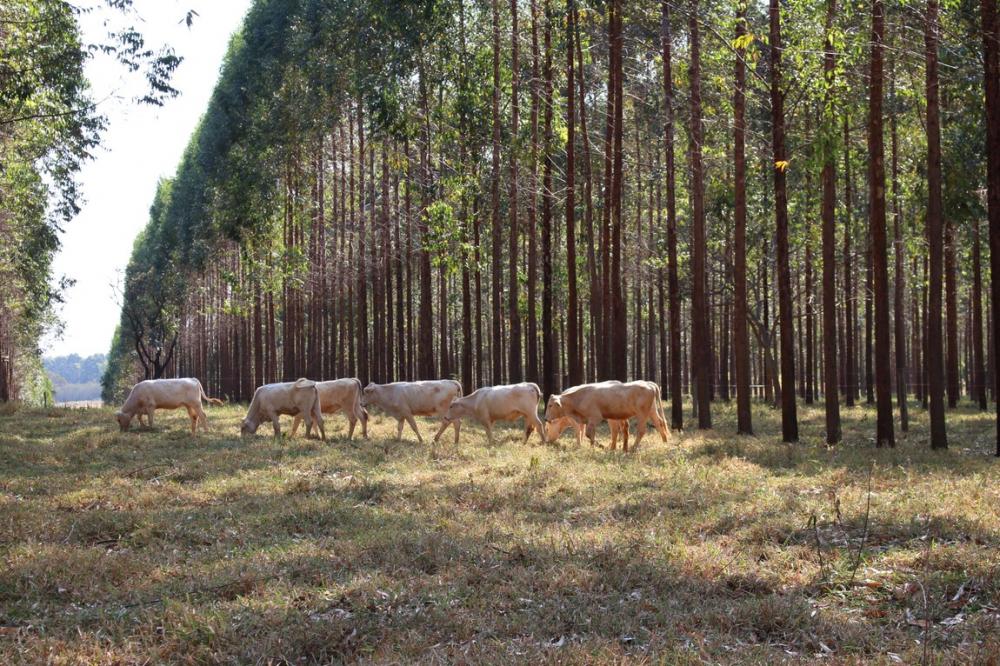 O objetivo do programa, que será lançado em breve pelo Mapa, é estimular as reduções voluntárias de emissões de gases de efeito estufa em cadeias e produtos agropecuários, por meio do uso de tecnologias sustentáveis de produção agropecuária.