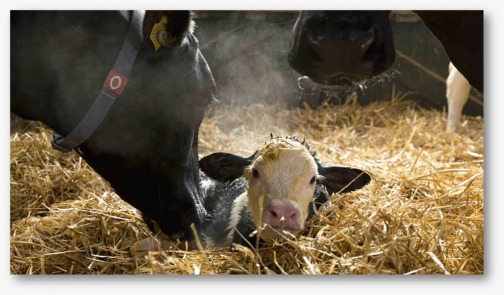 É fundamental que o produtor entenda a relação do conforto das vacas leiteiras com a produtividade.