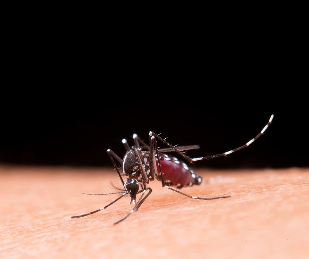 Pacientes que estejam com dengue devem usar repelente com frequência para evitar a transmissão da doença para outras pessoas através do mosquito Aedes aegypti