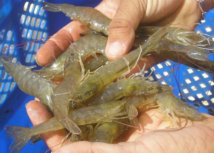 O AquaVitae tem desenvolvido pesquisas com camarões e outras espécies da aquicultura marinha e de água doce. Foto Laurindo Rodrigues