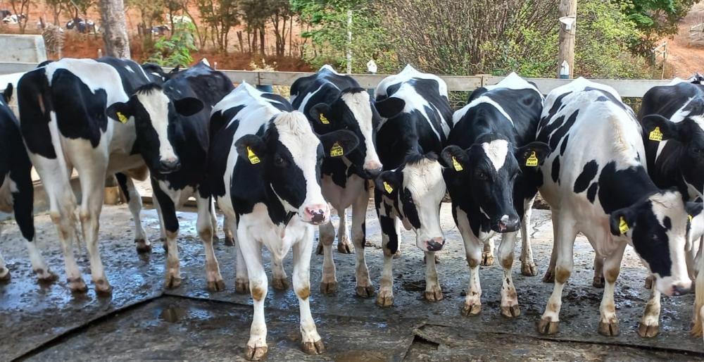 Alto percentual de vacas em lactação é essencial para caracterizar uma composição lucrativa