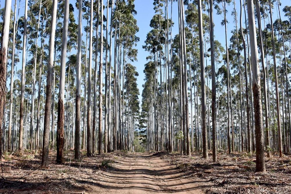 A silvicultura (cultivo de florestas) entra com protagonismo, pois são capazes de reduzir a pressão sobre a vegetação nativa, contribuindo para a mitigação dos efeitos das mudanças climáticas. Foto Toninho Anhaia