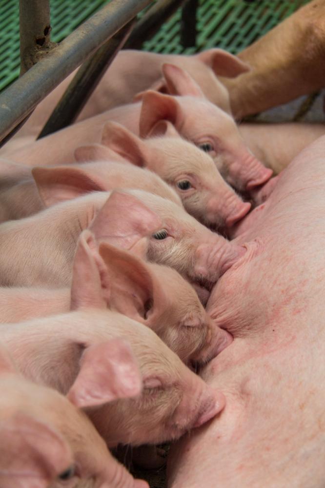 De acordo com a gerente da Trouw Nutrition, a alta ingestão de água em porcas também ajuda a reduzir problemas de constipação durante a gestação, diminuindo o risco de infecções e contribuindo para a produção maior de leite. 