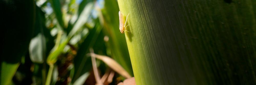 A cigarrinha se alastrou, com ocorrências diagnosticadas em todo o Estado e colocando o setor agropecuário em alerta.
