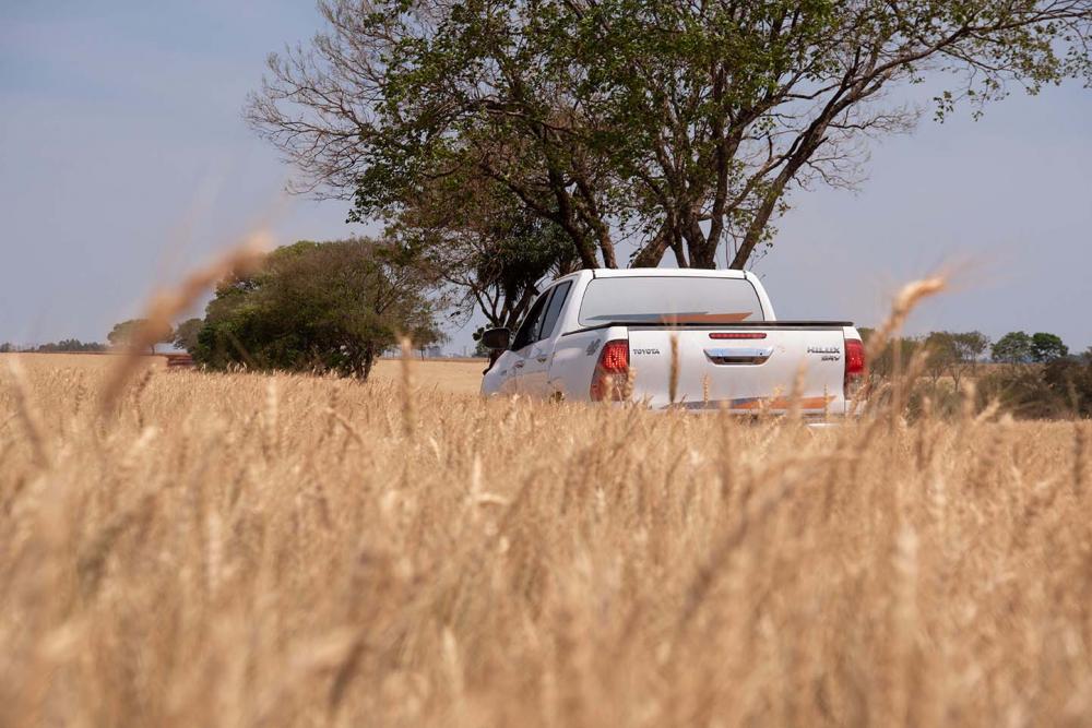  As duas cultivares de trigo que serão desenvolvidas pela Biotrigo chegarão ao produtor na safra 2024. Créditos: Divulgação Biotrigo/Ricardo Maia