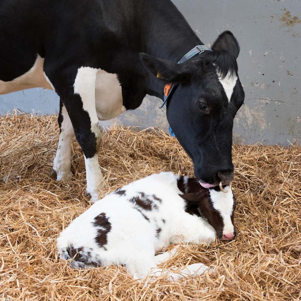 Boas práticas de manejo aliadas à dieta adequada logo nos 60 dias que antecedem o parto fazem toda a diferença na prevenção dessas enfermidades. 
