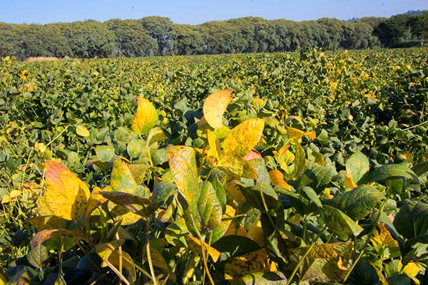 Em 1991, o índice de produtividade era de 2.015 kg de soja por hectare, número que passou para 3.313 kg/ha em 2019. 