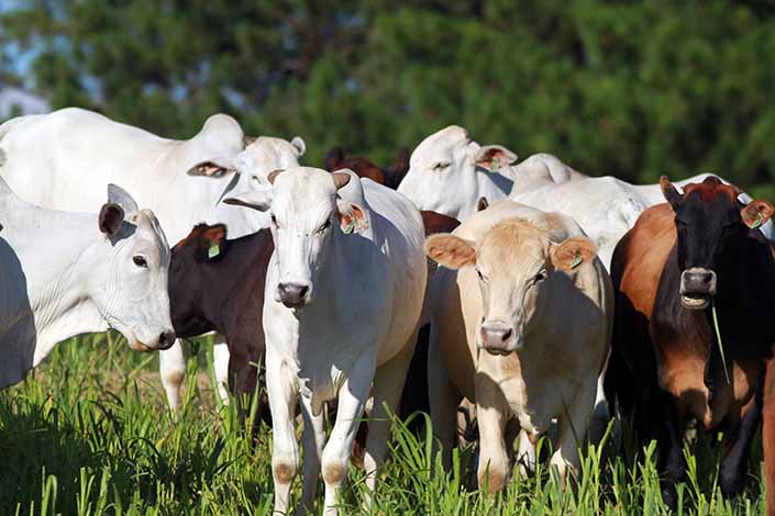 Serão coletadas amostras do sangue de quase 10 mil animais em 330 propriedades rurais espalhadas pelo Paraná.