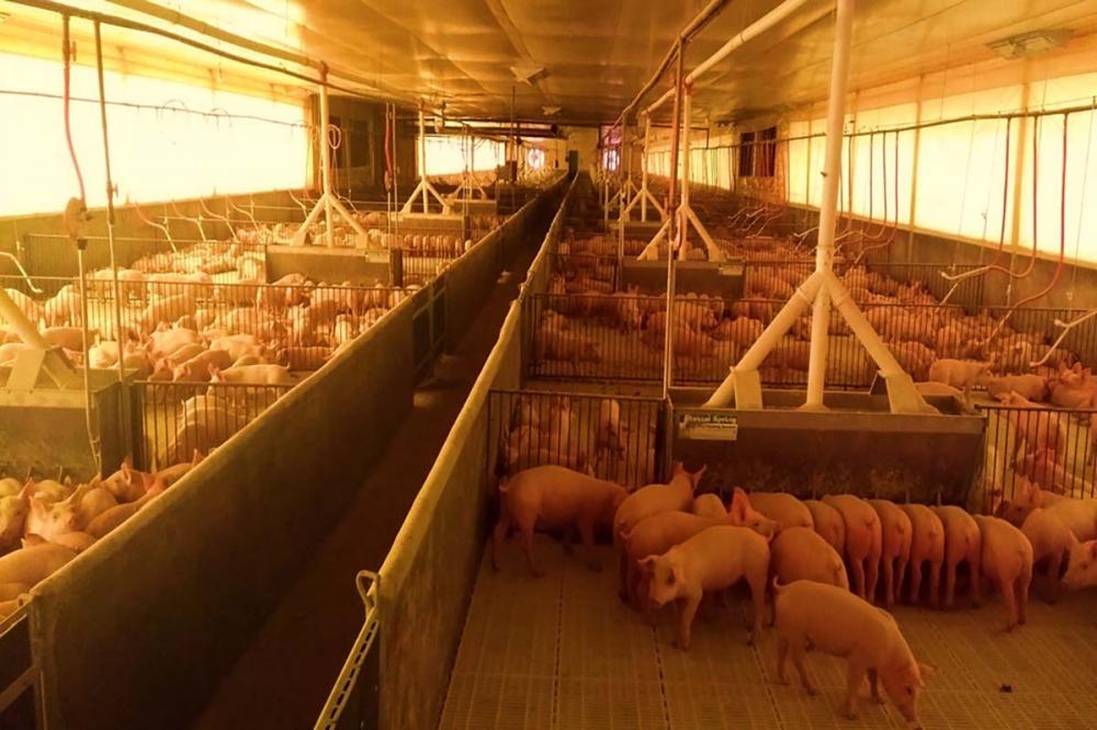 Fernanda Laskoski reforça que é bem-vinda toda e qualquer ação para melhoria das condições de bem-estar, ambiência, nutrição e sanidade dos animais.