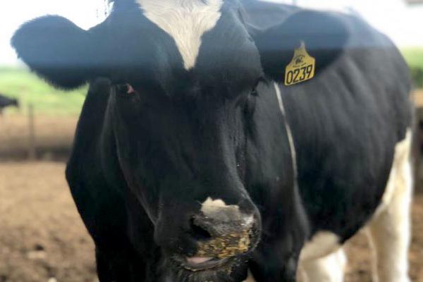 Para ser eficientes na recria de novilhas leiteiras é fundamental ter metas de desempenho para esses animais, desde a desmama até a primeira lactação.