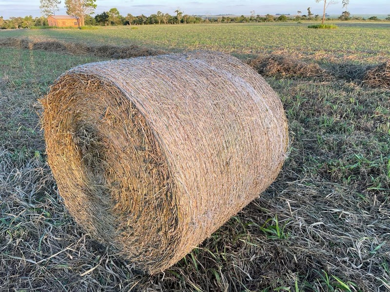 Fardo de feno feito com a Brachiaria híbrida cv. Mulato II