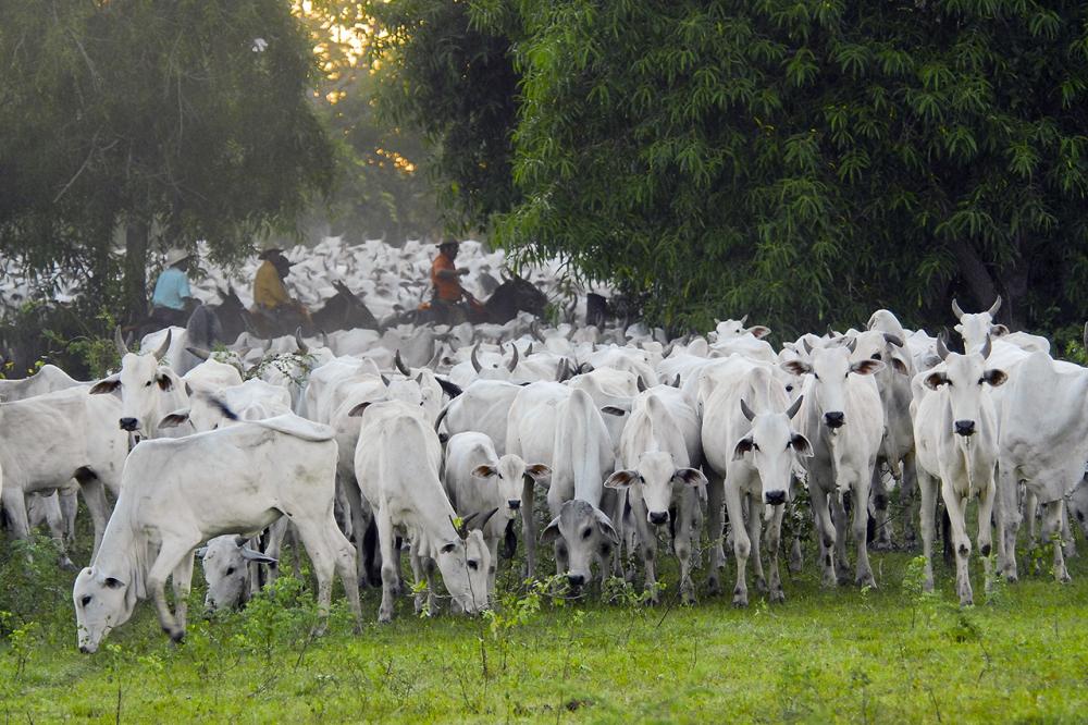 Quando se trata de animais de corte, para que o manejo seja o melhor possível se faz necessário contribuir fortemente com o bem-estar animal e, assim, garantir a qualidade de vida dos animais enquanto se produz mais e melhor. 
