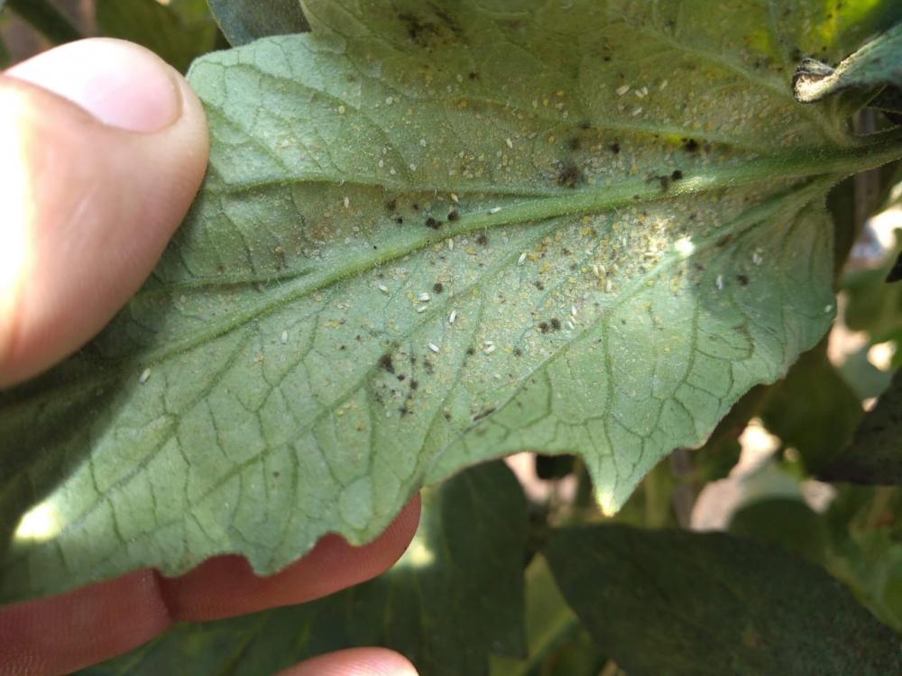 Planta com larvas de Mosca-branca