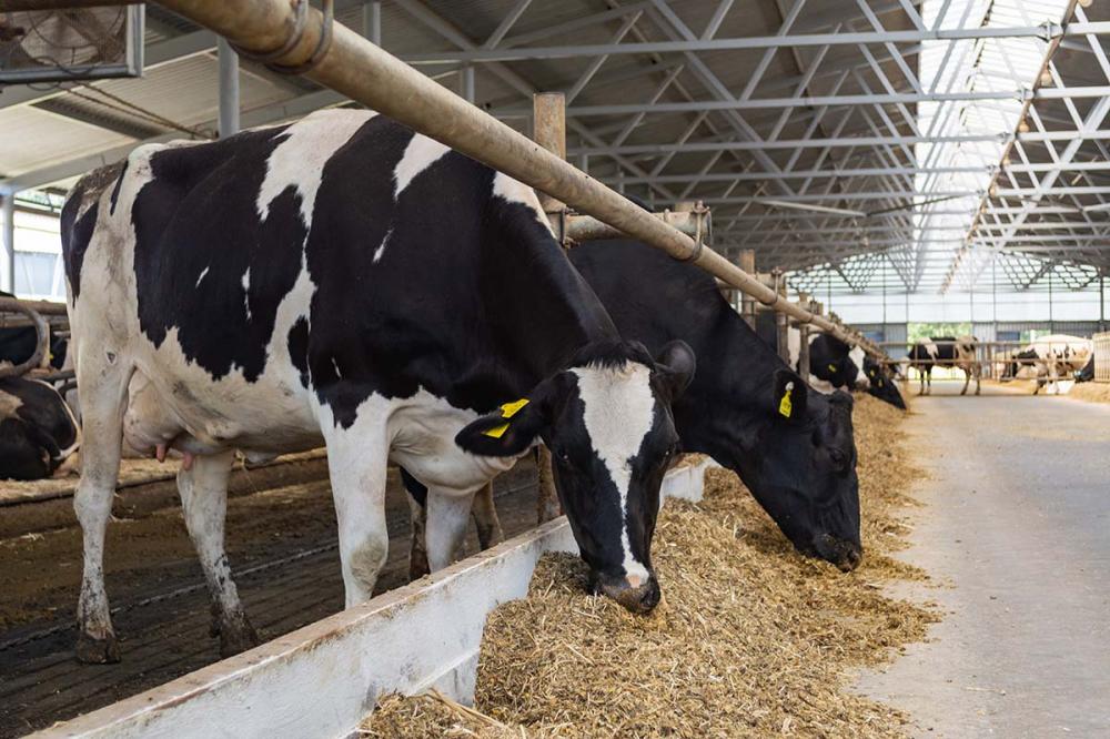 Para que um negócio prospere e obtenha sucesso não basta apenas produzir itens ou alimentos de qualidade, pois também é importante atuar com gestão adequada para o auxílio na direção correta da atividade.
