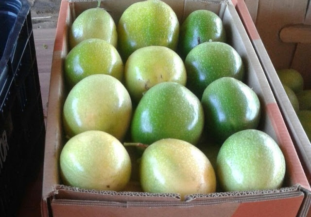 O maracujazeiro-azedo SCS437 Catarina produzido em Santa Catarina se destaca no mercado nacional devido à alta qualidade dos frutos. Ele é tolerante à bacteriose e antracnose e seus frutos são grande e resistentes ao transporte por terem casca com espessu