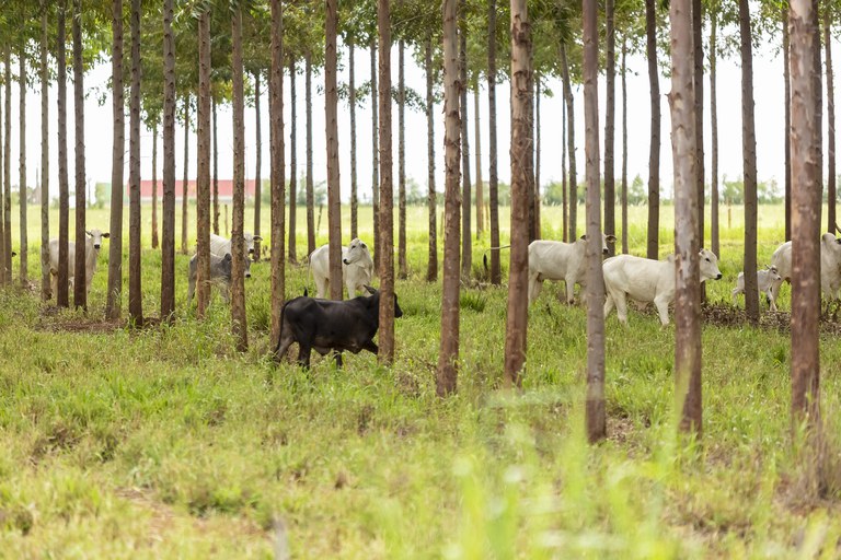 O documento foi assinado em 2019 e renovado este ano, visando apoiar o desenvolvimento de políticas públicas de incentivo aos empreendimentos agrícolas que adotam práticas sustentáveis e processos produtivos.