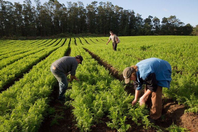 De acordo com o coordenador-geral do Cadastro Nacional da Agricultura Familiar do Mapa, Gabriel Assmann, a implementação do CAF será gradativa e regionalizada.