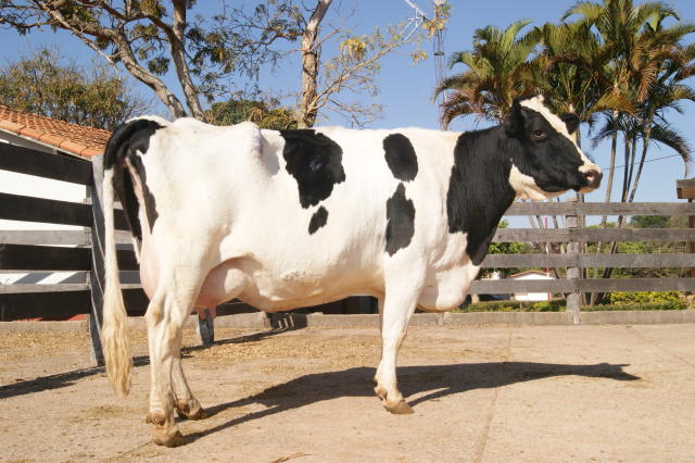 Lenda da Embrapa é um clone bovino da raça holandesa e um dos principais resultados da pesquisa agropecuária brasileira. Lenda foi desenvolvida a partir de células de um animal que já estava morto. Hoje, é a matriarca de um clã de clones.