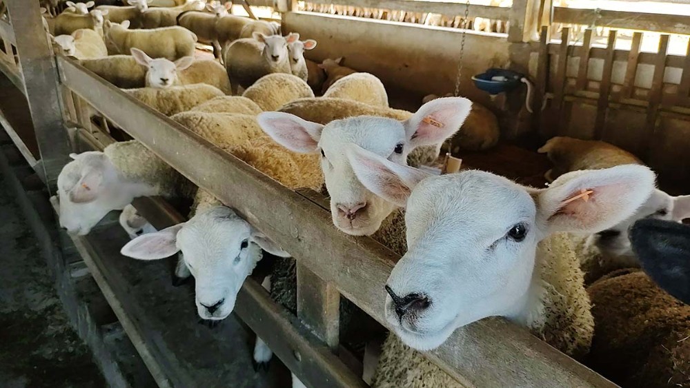 Para a ampliação, a Coopegera busca o apoio da AMCG. Foto Toninho Anhaia