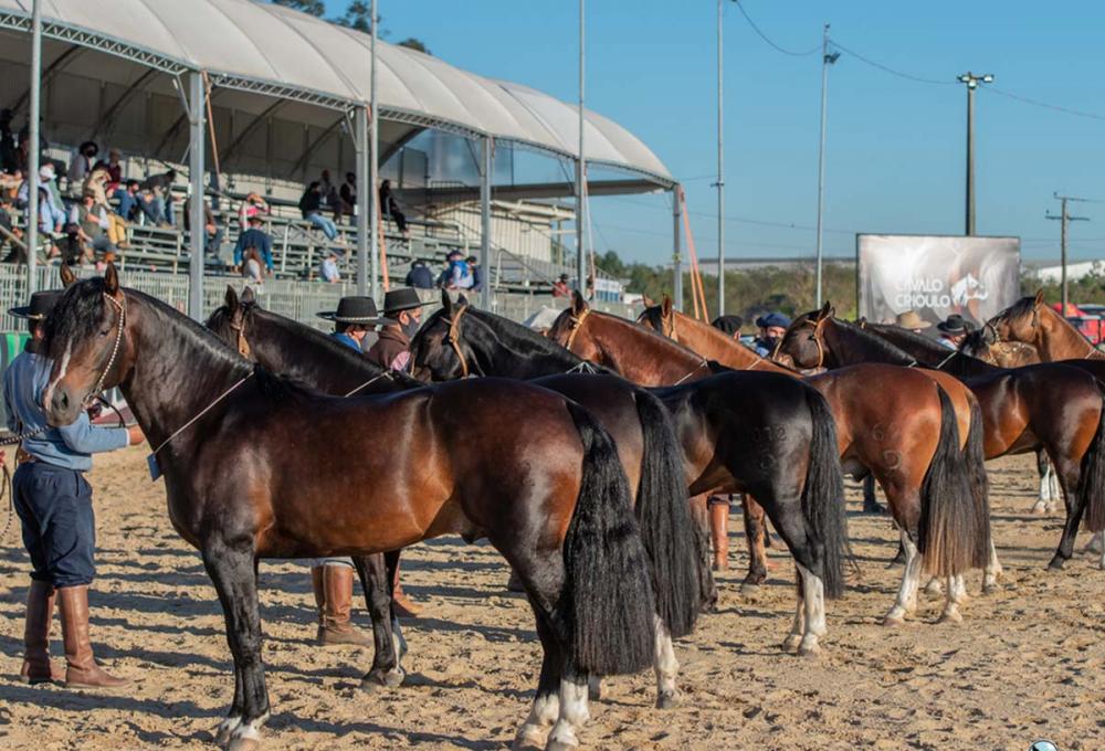 Mais de 1,7 mil animais participaram do ciclo morfológico, incluindo a Prévia, promovido pela Associação Brasileira de Criadores de Cavalos Crioulos (ABCCC) neste ano,Foto: Felipe Ulbrich/Divulgação