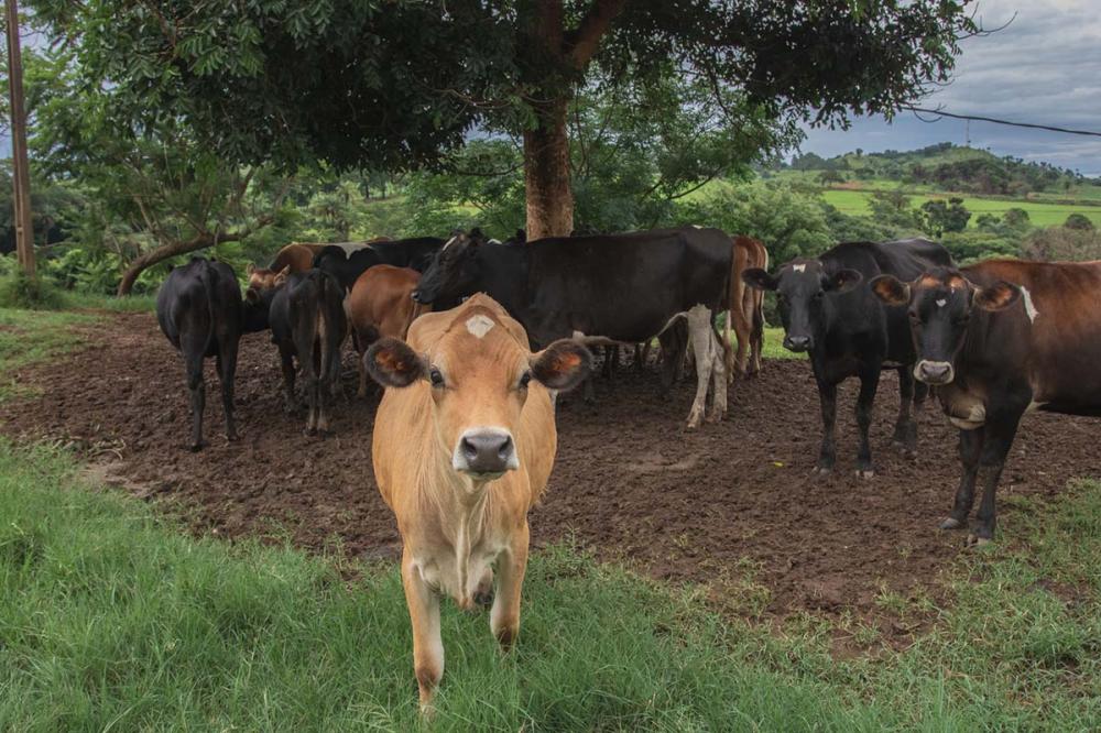 A iniciativa, denominada Projeto Flora, começou a ser implementada no Brasil há dois anos e, recentemente, acomodou as primeiras vacas, de forma livre, na Fazenda Gordura, localizada em Guaranésia, Minas Gerais. 