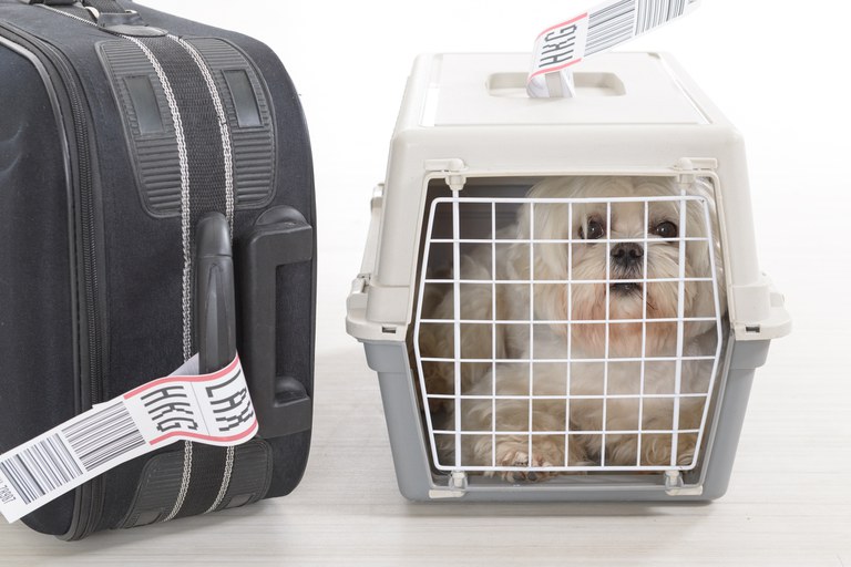 No Brasil, os documentos utilizados para essa finalidade são o Certificado Veterinário Internacional (CVI) e o Passaporte para Trânsito de Cães e Gatos.
