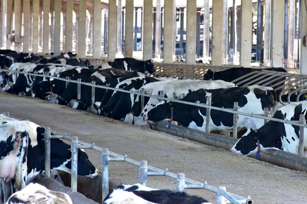 A principal causa do aumento nos preços é a menor oferta do produto nos laticínios. Foto Toninho Anhaia