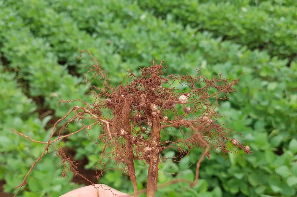 Com o tema Nematoides: Ciência, Tecnologia e Inovação'', o 37º CBN retorna em 2022,. foto Divulgação
