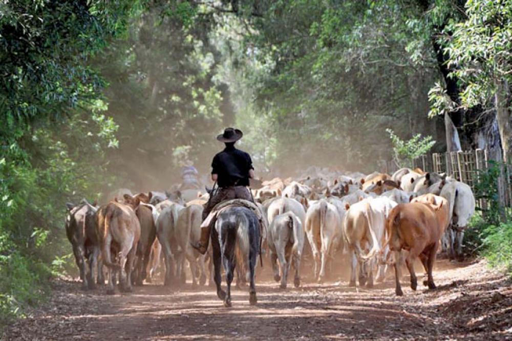 Desde 1º de julho, os produtores que cadastraram seus rebanhos não têm permissão para emitir a GTA (Guia de Trânsito Animal) até a regularização, e poderão ser autuados por essa infração. Foto Toninho Anhaia