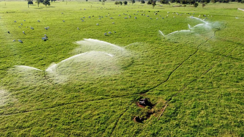 Um exemplo de destinação adequada dos efluentes tratados pela Marfrig está na fertirrigação. Fotos da fazenda em Bataguassu 