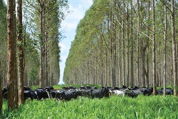 Existem agropecuaristas que estão investindo nos sistemas integrados completos com sucesso.Foto: Gladys Beatriz Martínez/Embrapa