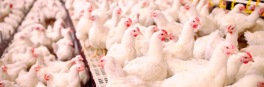Sete reuniões foram realizadas, entre 16 e 20 de maio, para coletar dados em importantes polos de produção avícola do Paraná: Cambará, Campos Gerais, Cascavel, Chopinzinho, Cianorte, Paranavaí e Toledo.