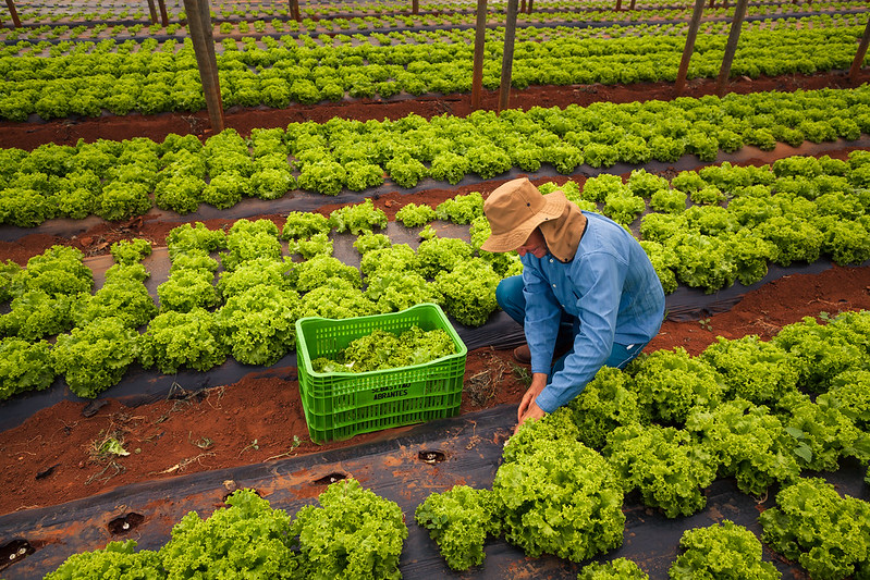 A relação dos agricultores que tiveram o benefício bloqueado, de forma cautelar, será encaminhada pelas Coordenações Estaduais aos gestores municipais. Foto Sistema CNA/SENAR