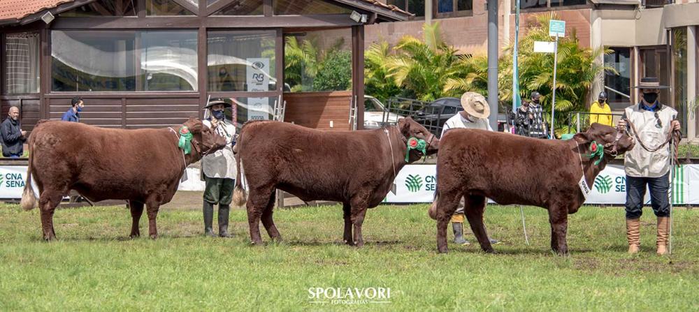 Para os animais rústicos, as inscrições ocorrem diretamente com a secretaria da ABCDB e podem ser feitas até o dia 4 de agosto. Spolavori Fotografias