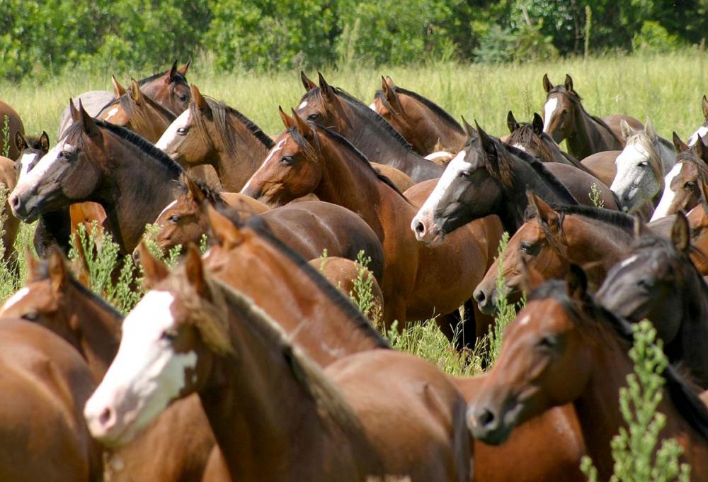 Cavalo Crioulo - Crédito José Guilherme Martini Divulgação