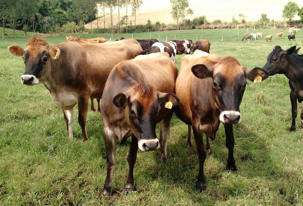 Gado Leiteiro - Crédito Nestor Tipa Júnior AgroEffective Divulgação