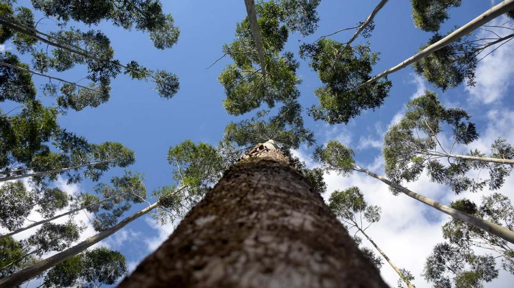A Paracel planeja produzir 1,8 milhão de toneladas métricas de celulose de eucalipto por ano em Concepción, no norte do Paraguai, com ativos florestais de mais de 180.000 hectares de terras de propriedade da empresa.. Foto Toninho Anhaia