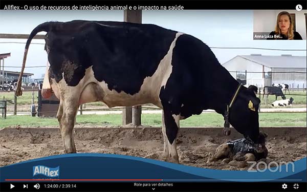 A condição da vaca no período de transição pode determinar o futuro da lactação e o monitoramento animal acaba se tornando um aliado, pois, com a tecnologia, é possível identificar como está o tempo de consumo de alimentos, a ruminação e, em consequência,
