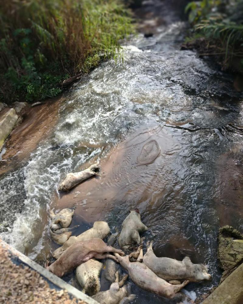 Descartar animais mortos em rios, lagos ou em solo comum é crime ambiental passível de prisão de até quatro anos ou multa, que varia ente R$ 500 e R$ 13 mil.