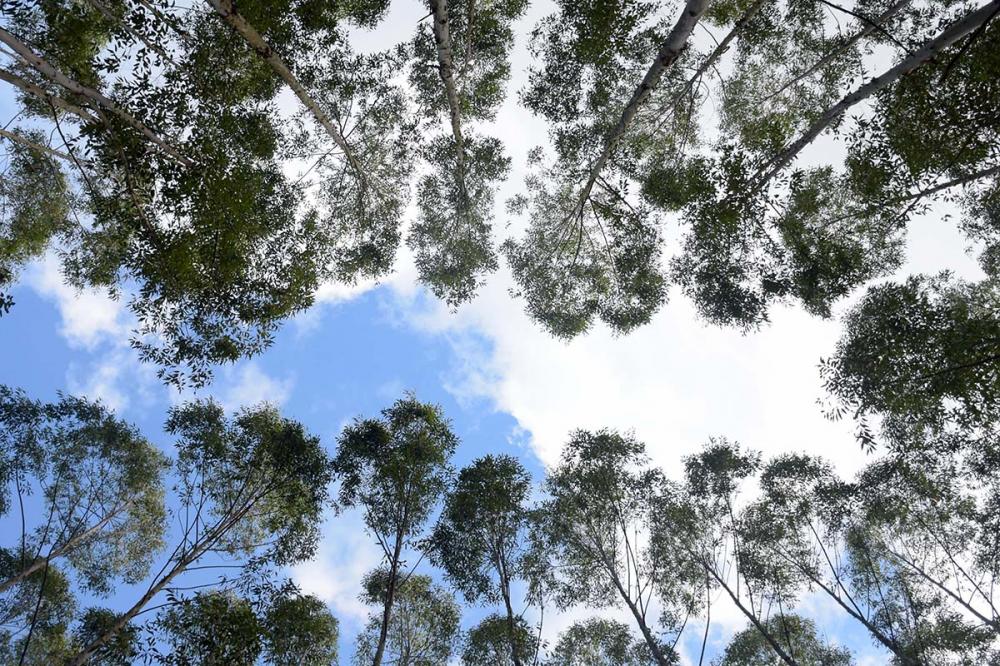 O projeto da Klabin contou com o apoio da InvestSP (Agência Paulista de Promoção de Investimentos e Competitividade), que assessorou a empresa na escolha do local para a instalação da planta e em questões tributárias, ambientais e de infraestrutura. Foto 