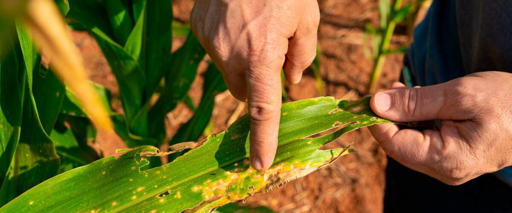 O problema ganhou proporção nos últimos anos e, na presente safra, chegou a causar perdas de até 40% em algumas lavouras da região Noroeste e Oeste. 