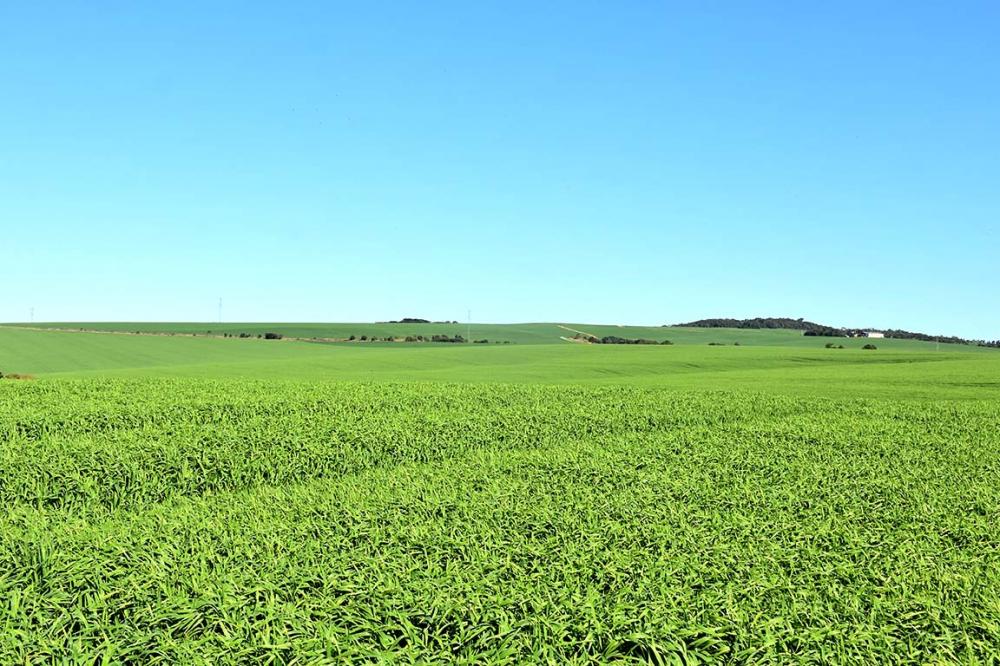 Plantação de cevada no município de Arapoti no Paraná. Foto Toninho Anhaia.