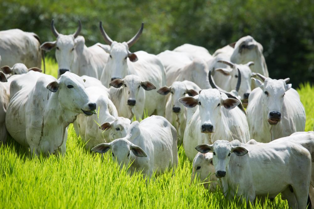 De acordo com o estudo, a adoção de tecnologias e práticas mais eficientes, incluindo um manejo adequado e uma alimentação balanceada, também contribuem significativamente para a redução das emissões . Foto Sistema CNA/SENAR - Wenderson Araujo