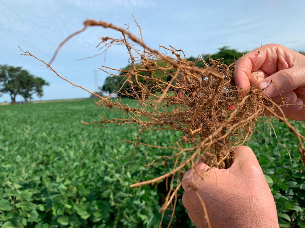 Os nematoides são vermes que parasitam as raízes de plantas em todo o mundo. Sendo também porta de entrada para fungos de solo, causando prejuízos