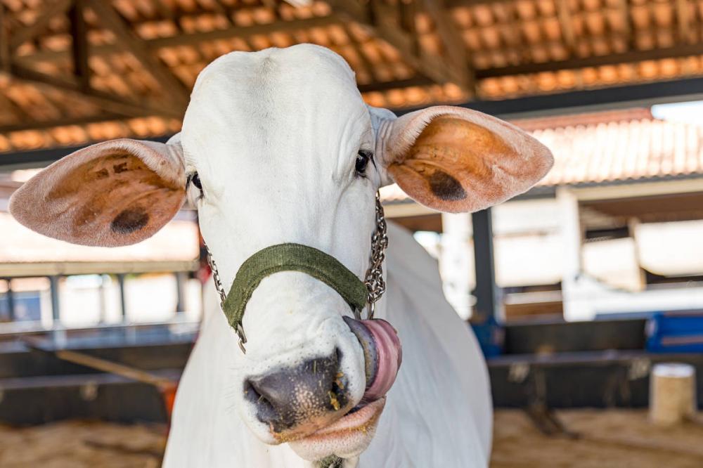 O creep-feeding deve ser utilizado em estrutura destinada para os bezerros se alimentarem de forma exclusiva sem acesso das mães