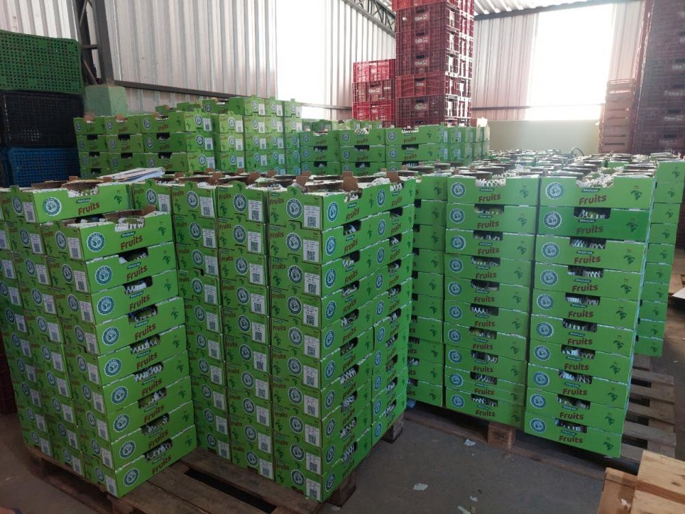 Coac enviou só no primeiro semestre deste ano 65,2 toneladas de goiaba para o mercado externo. Crédito: Divulgação/Coac