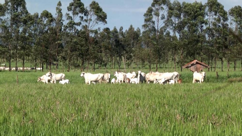 Fazenda Flor Roxa