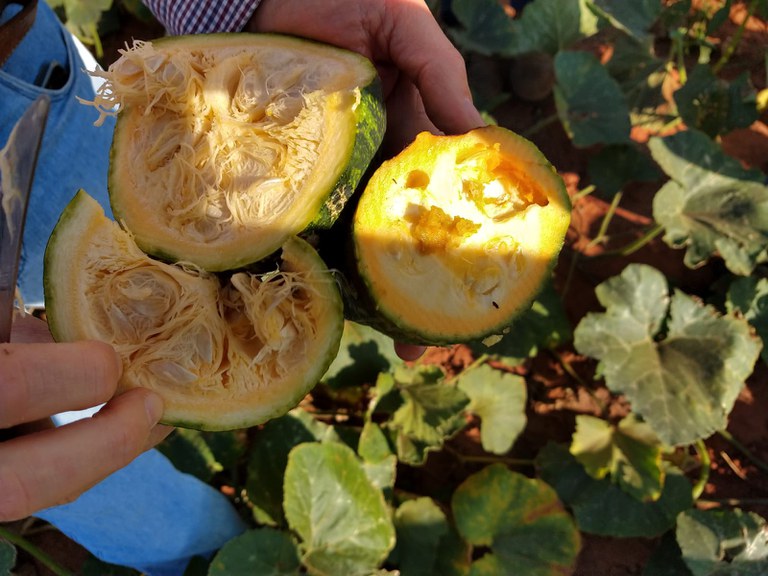Para que esses produtos brasileiros possam entrar na Argentina, os serviços de defesa agropecuária responsáveis por alguns municípios de São Paulo, da Bahia, de Goiás, Minas Gerais, do Paraná e do Rio Grande do Sul devem alterar os procedimentos operacion